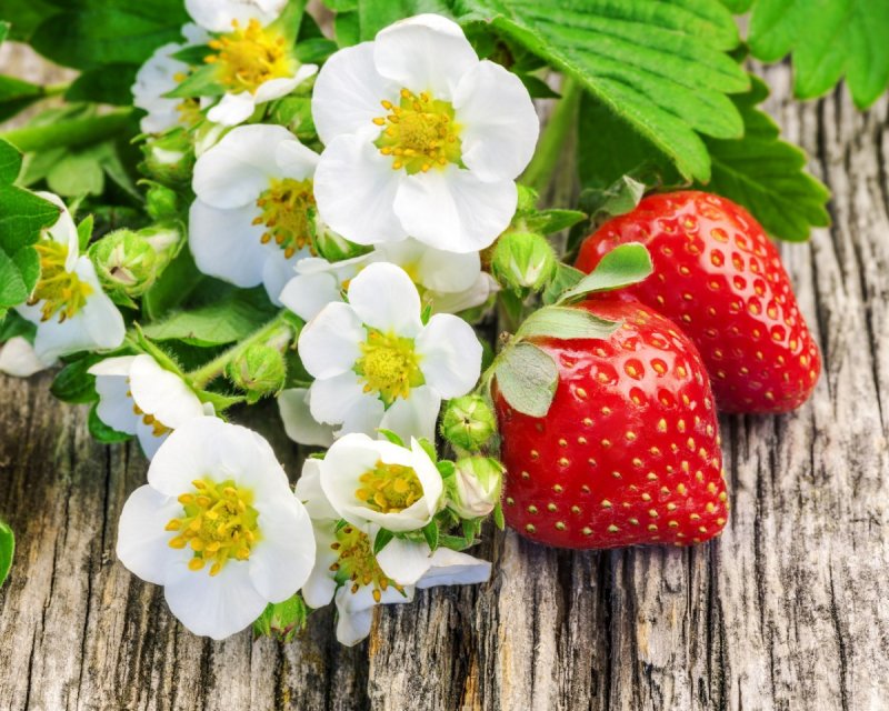 Летние цветы