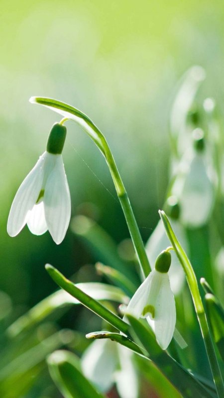 Красивая Весна