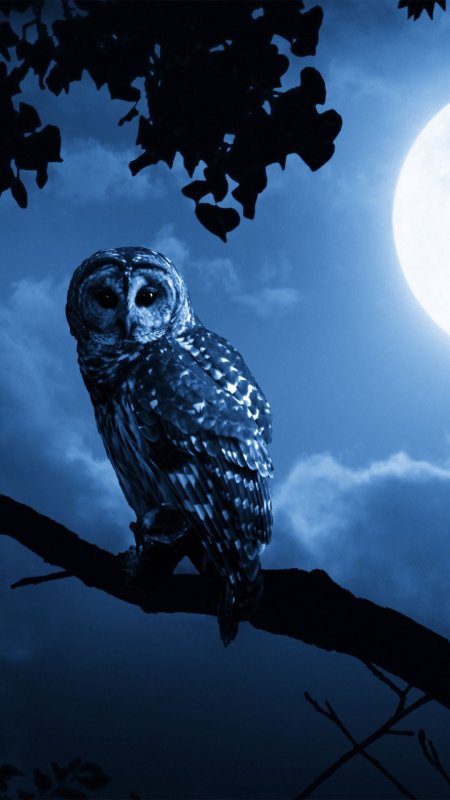 Ночные птицы