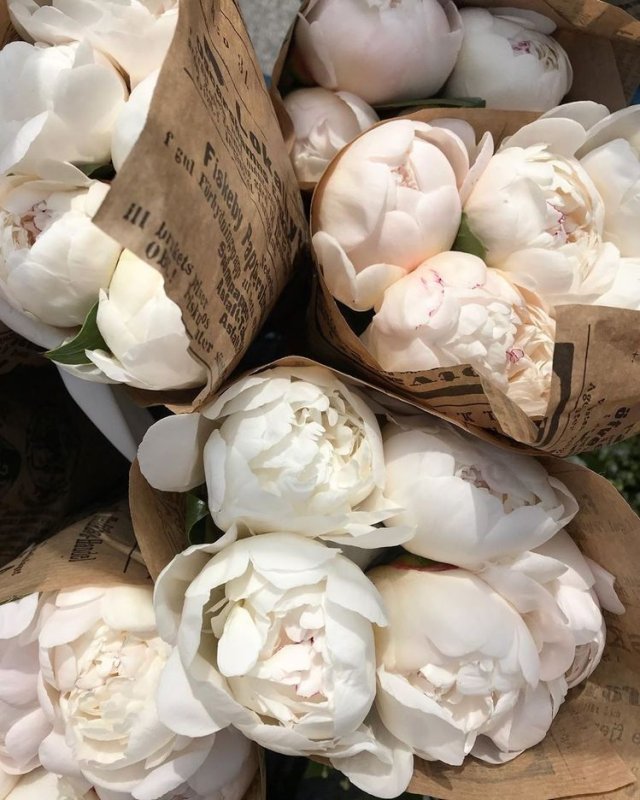 Белые пионы