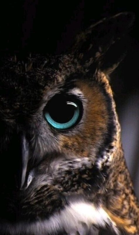 Глаза Совы