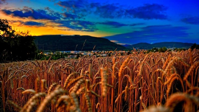 «Пшеничное поле — Противостояние» (Нью-Йорк, США)