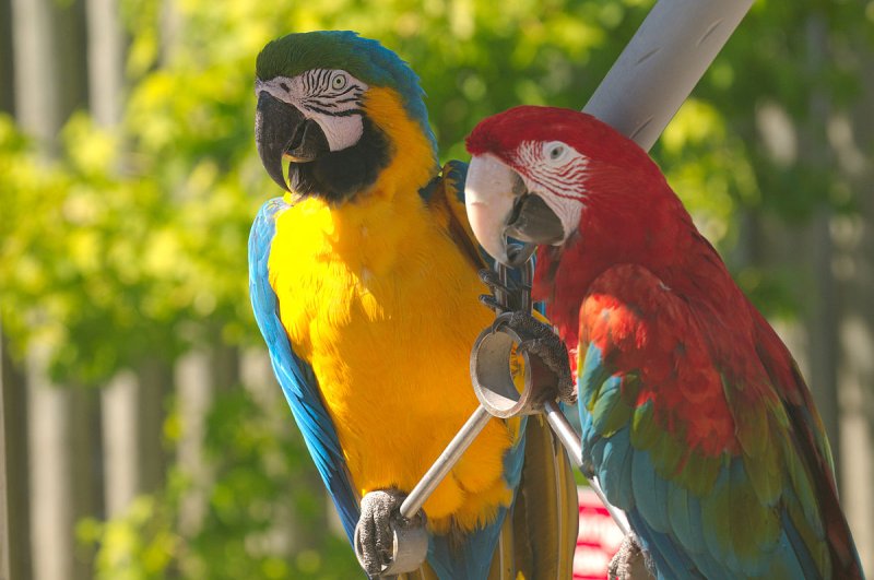 Краснополосый попугай