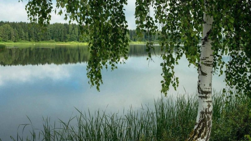 Волга река Березка