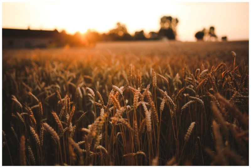 Поле сельское хозяйство