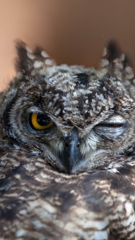 Филин глаза