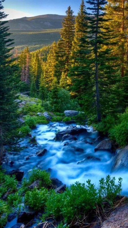 Природа вертикальные