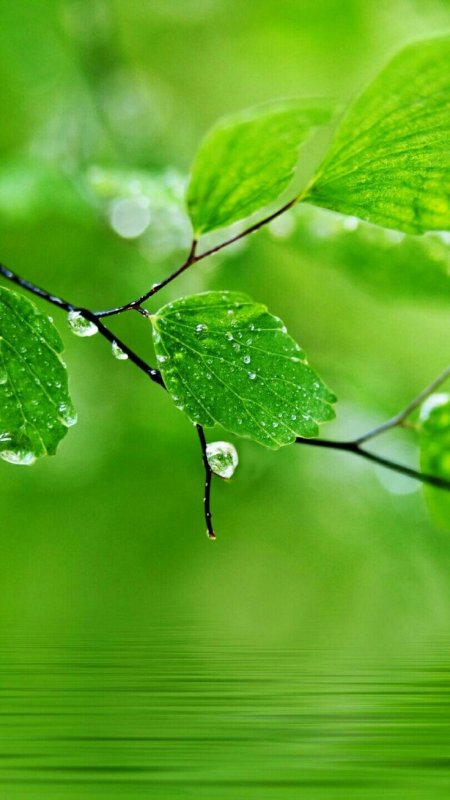 Весенние листья