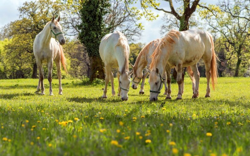 Кони на лугу