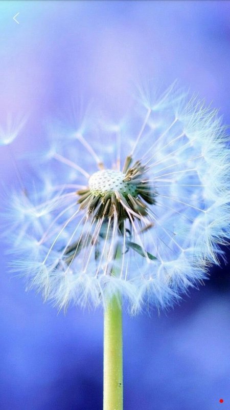 Яркие одуванчики