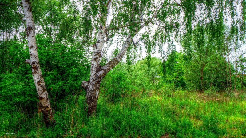 Россия Русь Березки тополя