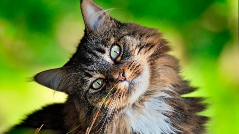 Картинки кошек