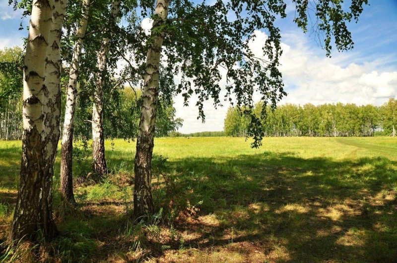 Березовая роща опушка