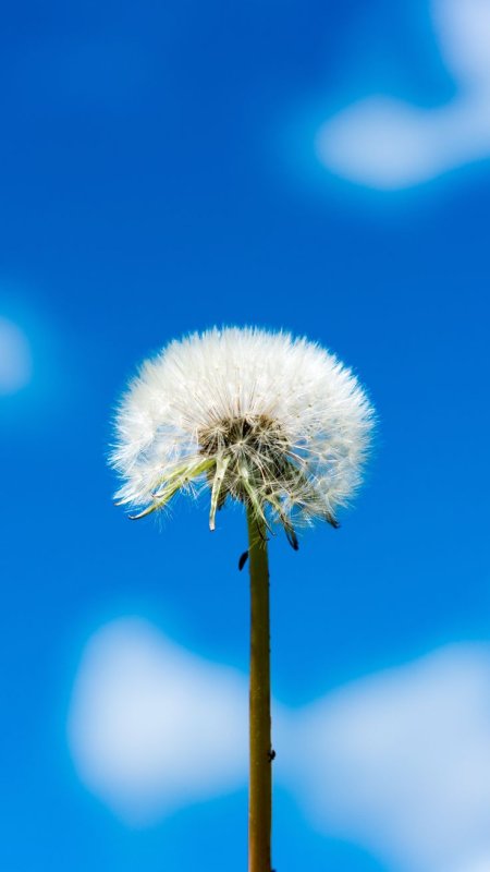 Одуванчик на заставку
