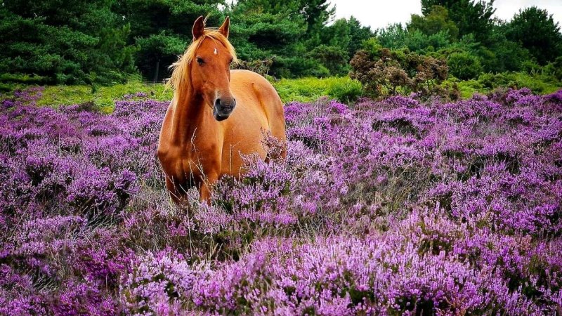Вересковые пустоши Шотландии