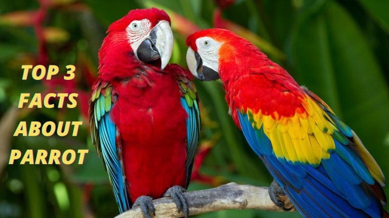 Попугай жако