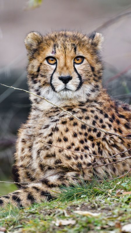 Красивый гепард