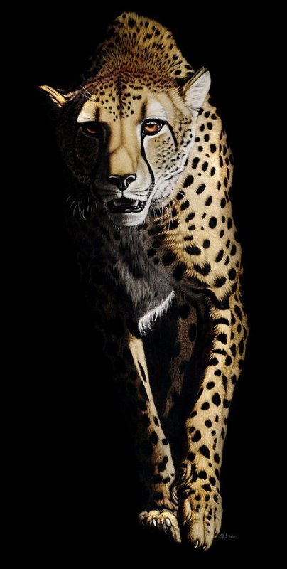 Животные на черном фоне