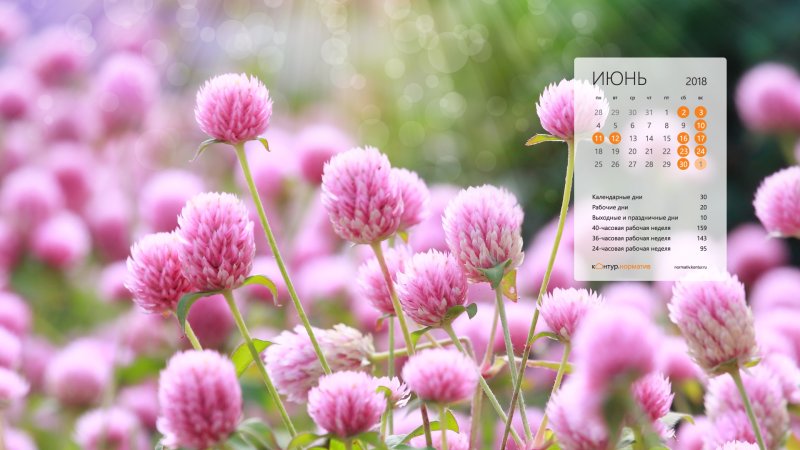 Цветы июня июля