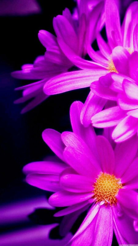 "хризантема фиолетовая"