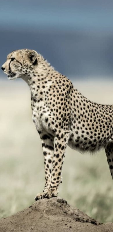 Виды гепардов