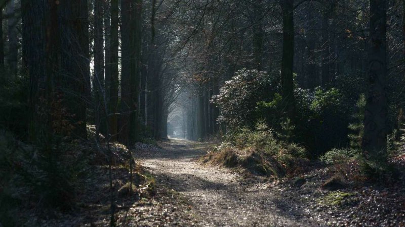 Мрачный лес