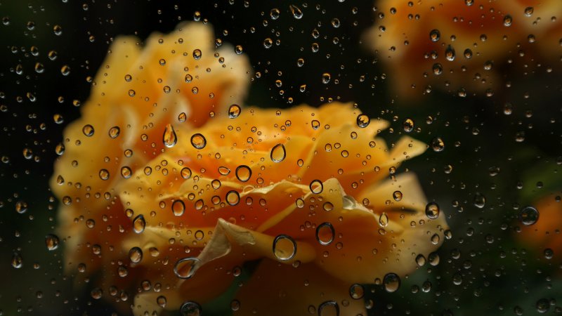 Обои на рабочий стол осень дождь