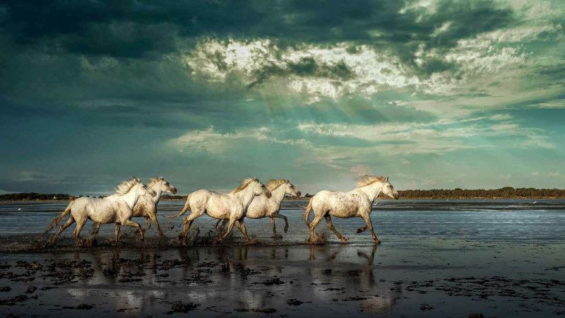 Лошади и море