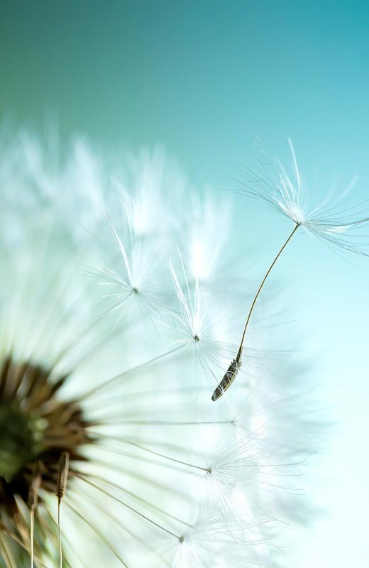 Одуванчик айфон