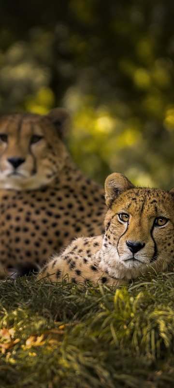 Взгляд гепарда