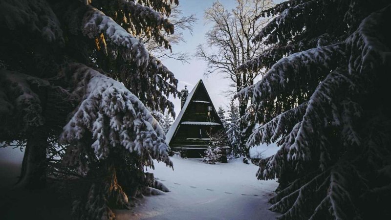 В новогоднем лесу