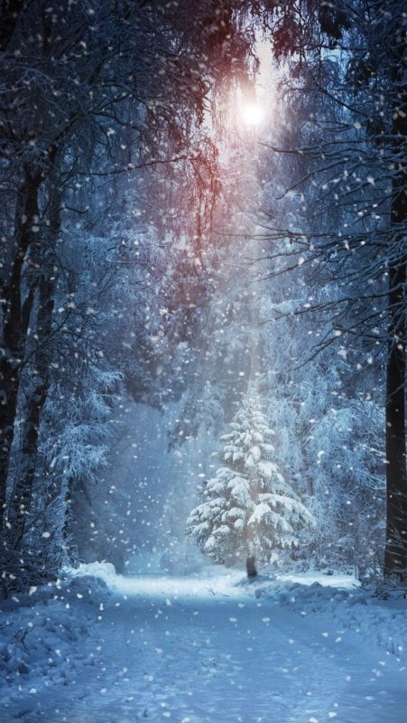 Сказочный зимний лес