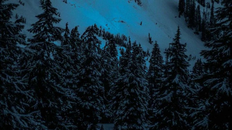 Зимний еловый лес