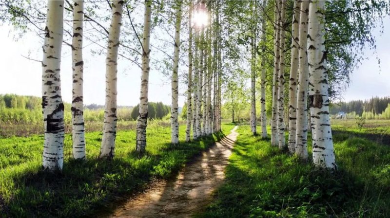 Березовая роща Тейково