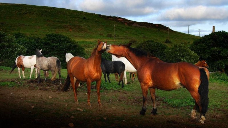Картинки на рабочий стол кони