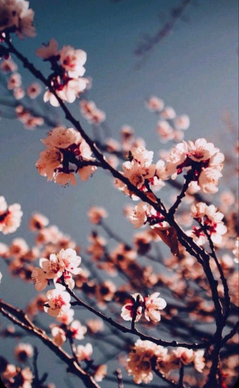 Цветущая вишня