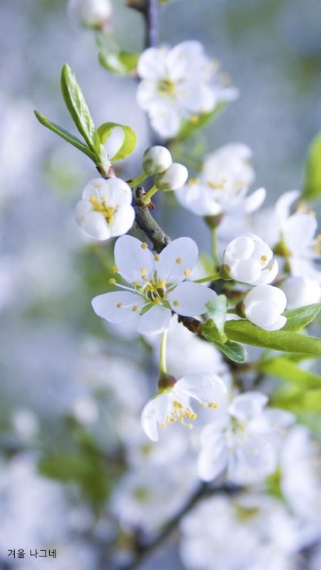 Яблоня цветёт