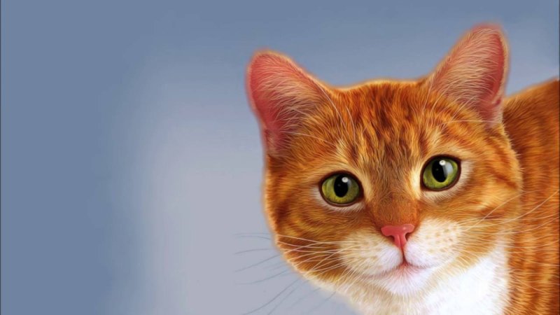 Рыжий котик