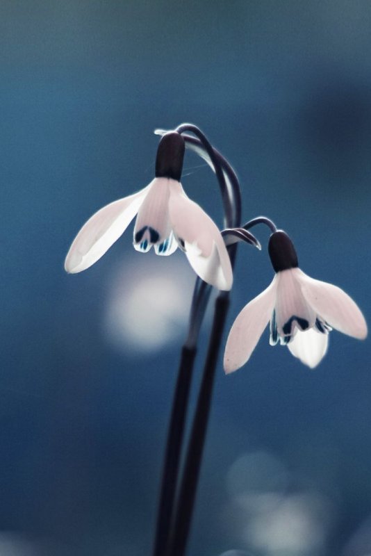 Весна на телефон