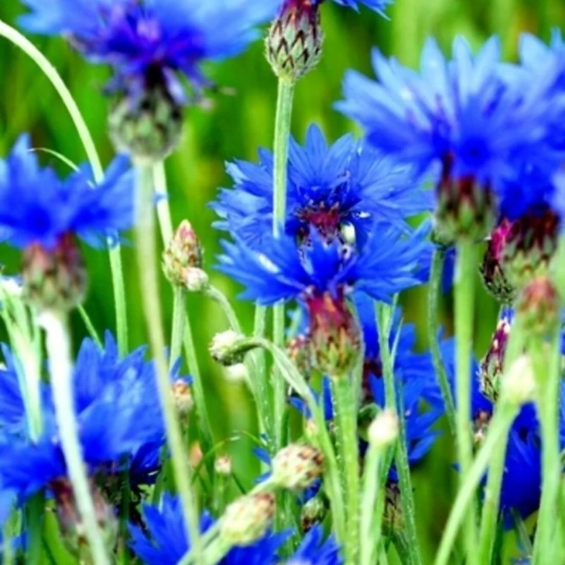 Василёк синий