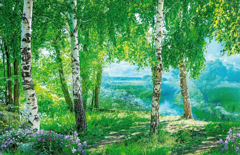 Берёзовая роща Курск