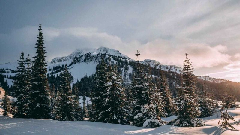 Зимний пейзаж с елями