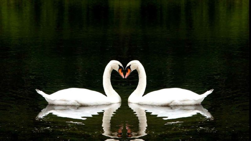 Два лебедя