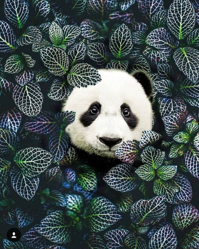 Панда на заставку