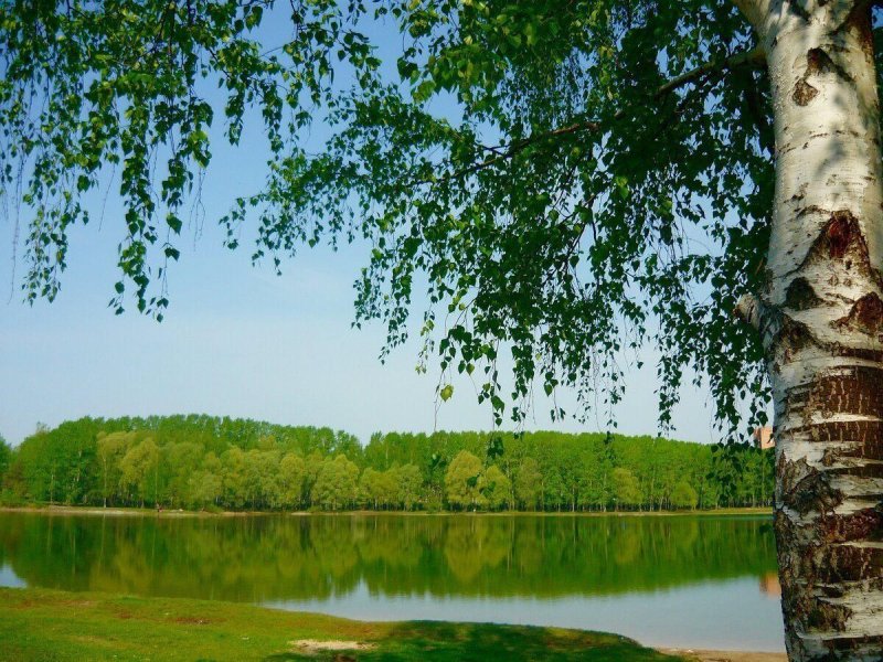 Березовая роща Селигер