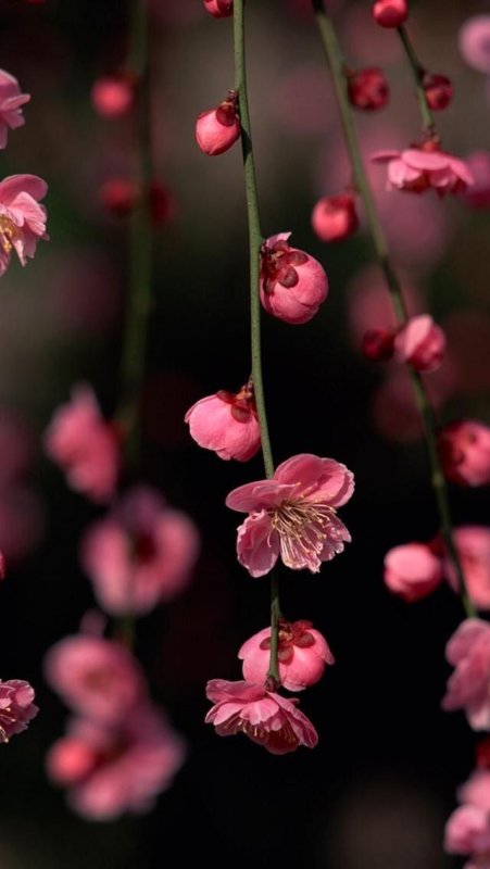 Маленькие розовые цветы