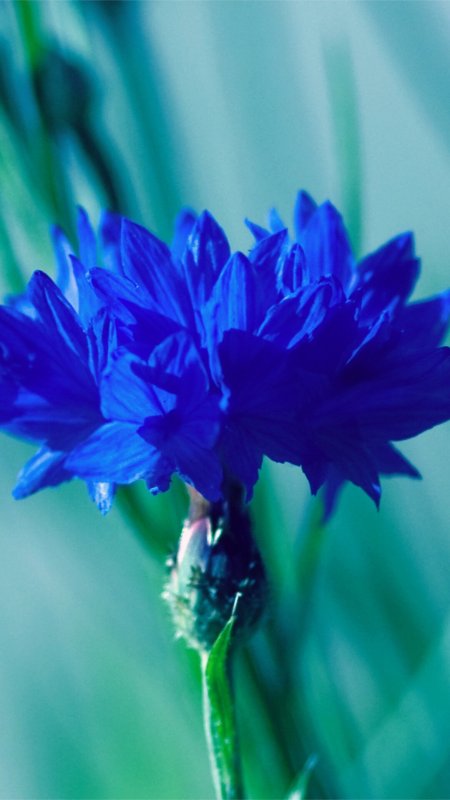 Василёк синий