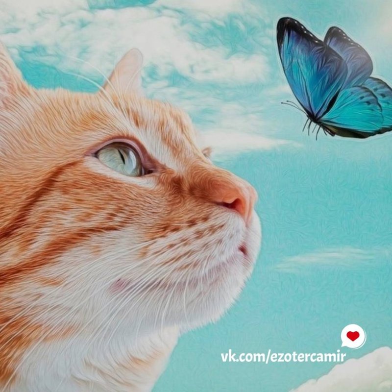 Рыжий кот с бирюзовыми глазами