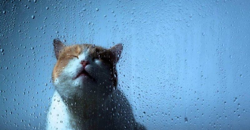 Кот за стеклом