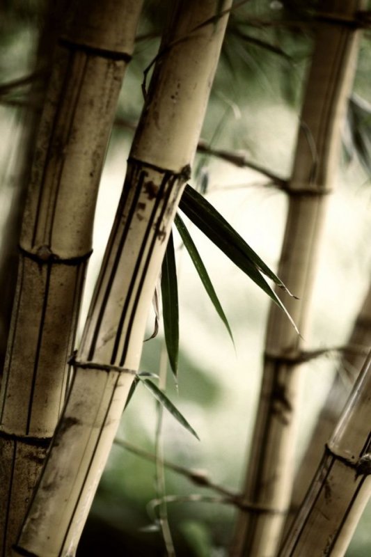 Бамбук фон